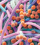 Ilustração realista que simula uma microbiota