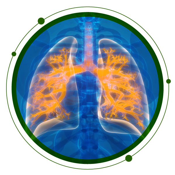 Imagem de um pulmão em 3D
