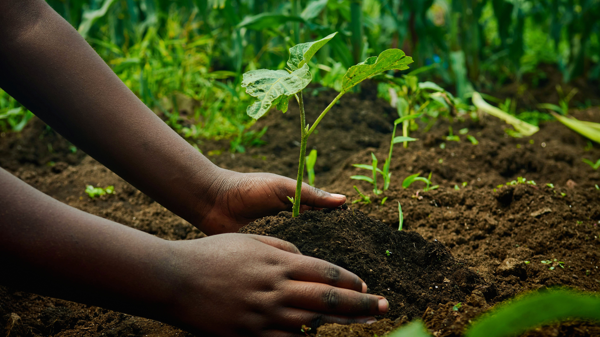 cultiva