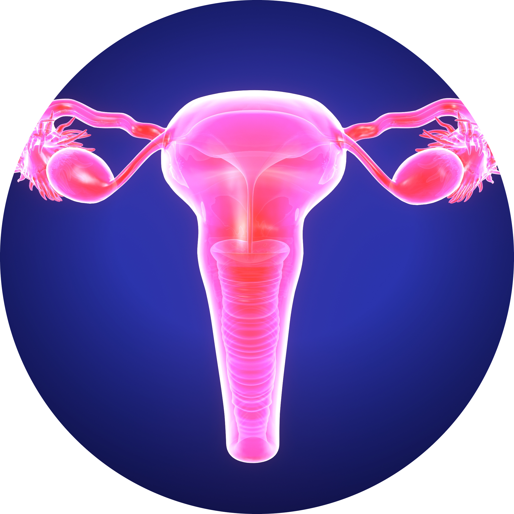 sistema reprodutor feminino