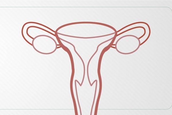 Ilustração de um útero, fundo branco e contornos em vermelho 