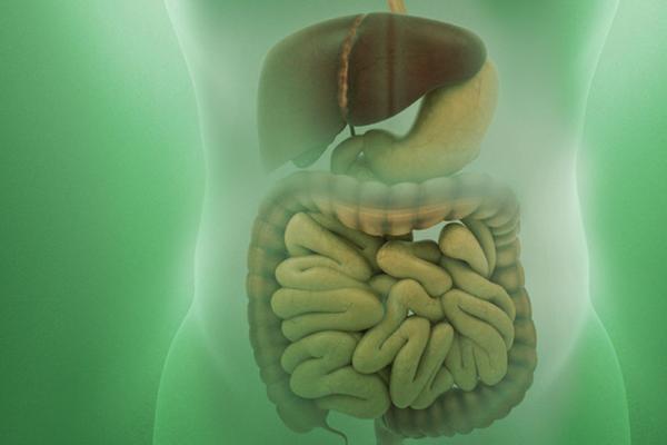 Ilustração do sistema digestivo sobre fundo verde