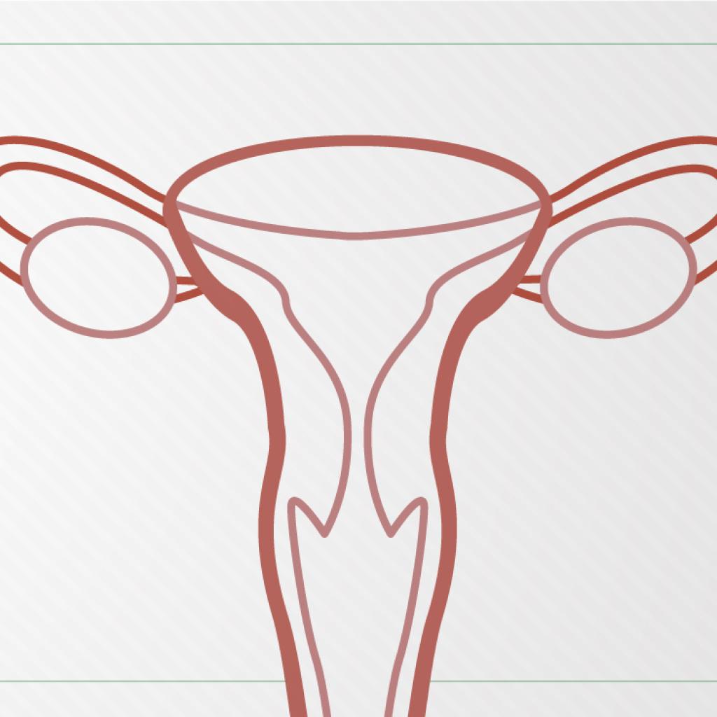 Ilustração de um útero, fundo branco e contornos em vermelho