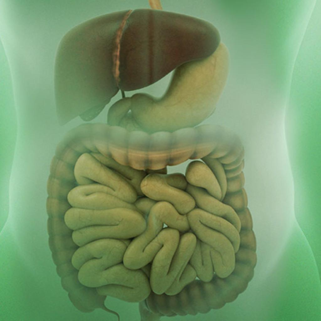 Ilustração do sistema digestivo sobre fundo verde