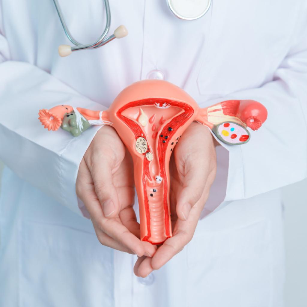 Mãos de um profissional da saúde segurando uma maquete de um sistema reprodutor feminino